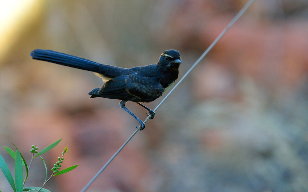 A little black bird on the Kings Canyon Rim Walk