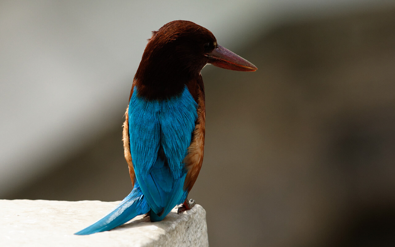 Curious kingfisher at the entrance of the Temple of Tooth in Kandy Sri Lanka