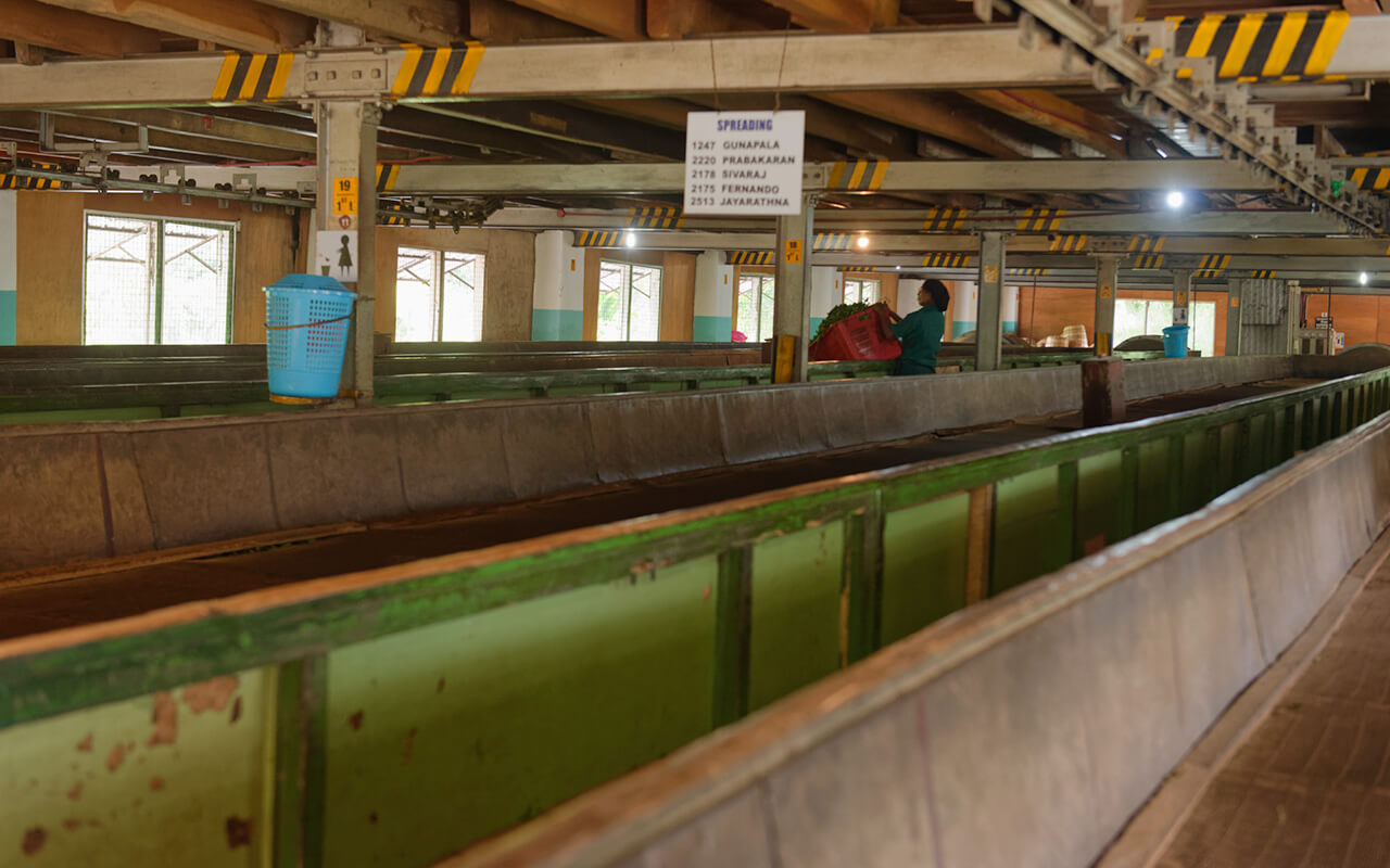 The maceration troughs are as old as the Geragama tea factory