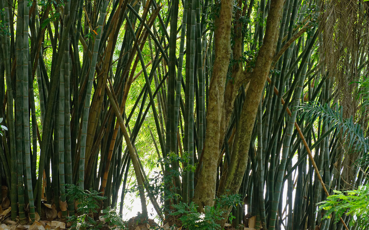 Strong bamboo trees at the Peradeniya Royal Botanical Garden