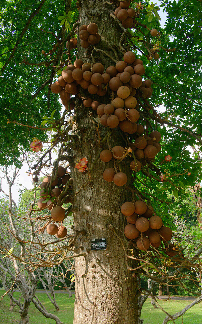 The cannonball tree is a very unusual species you can see at the Peradeniya Royal Botanical Garden