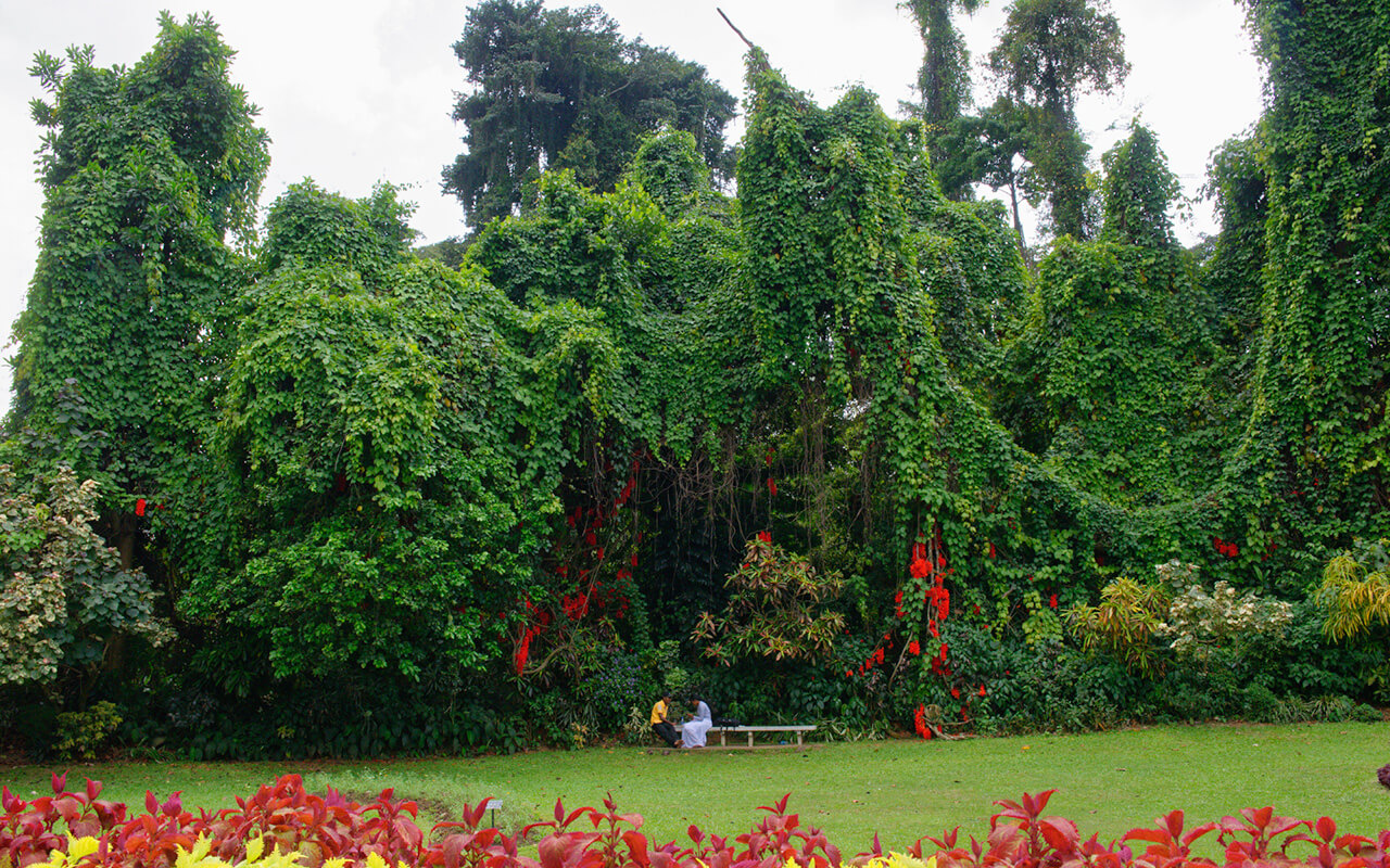 There is so much green at the Peradeniya Royal Botanical Garden