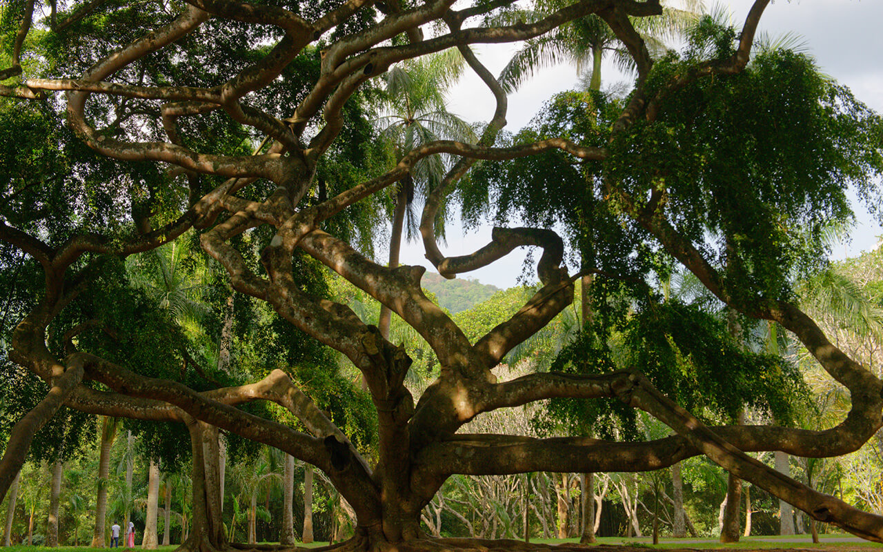 The Peradeniya Royal Botanical Garden have some very majestic trees
