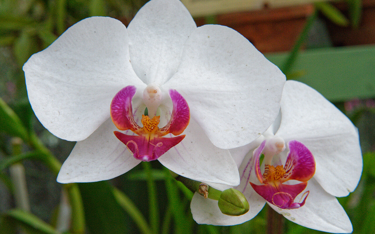 The orchids of the Peradeniya Royal Botanical Garden are very delicate flowers