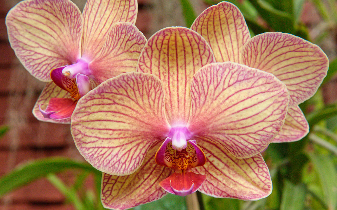The Peradeniya Royal Botanical Garden have a great collection of orchids