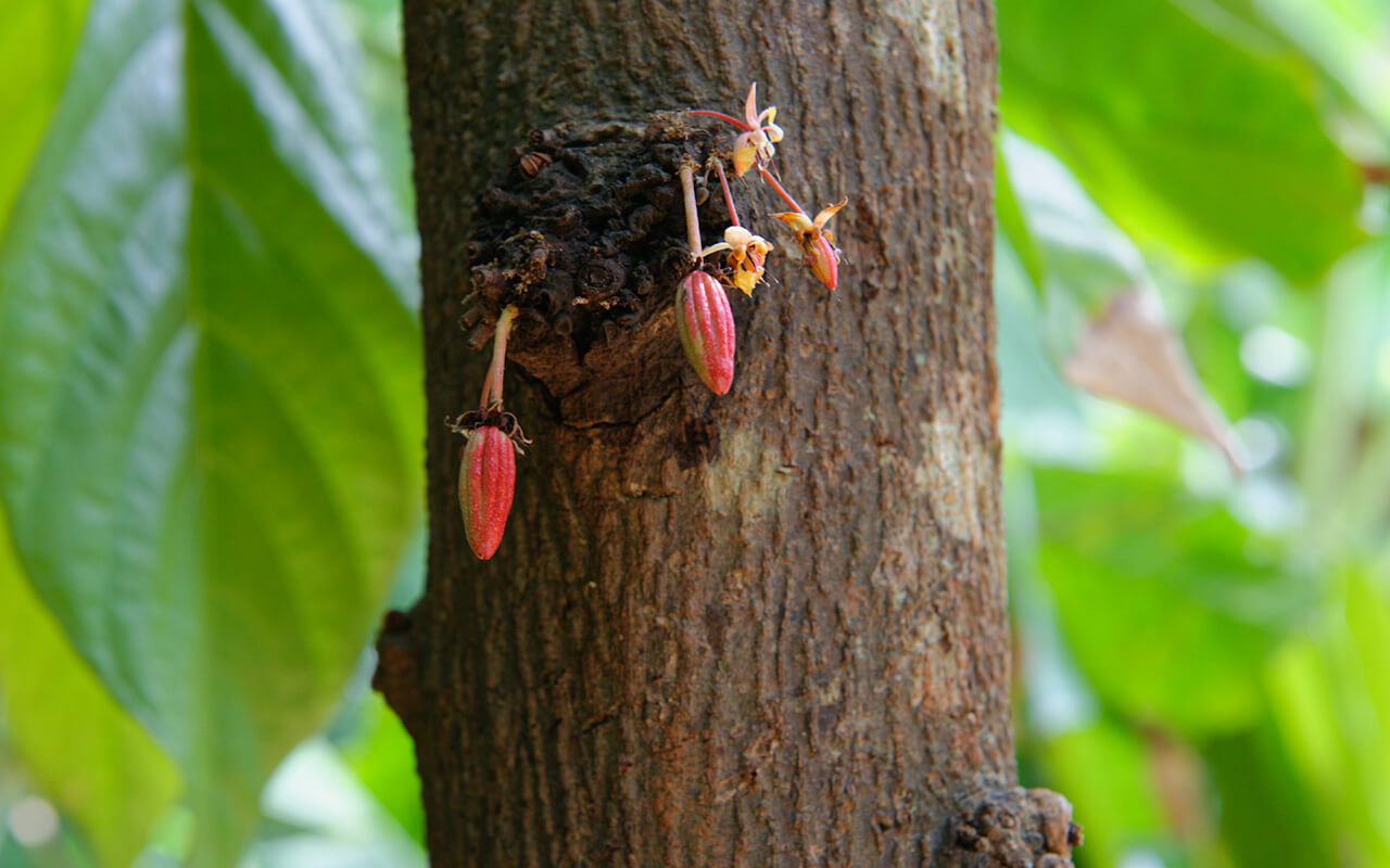 lesterlost-travel-sri-lanka-spice-garden-cocoa-plant (1)