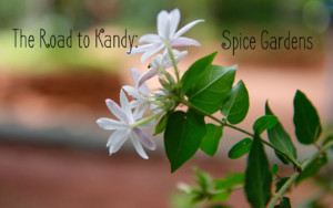 lesterlost-travel-sri-lanka-spice-garden-jasmin-flower-title (1)