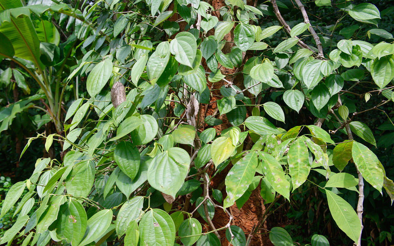 lesterlost-travel-sri-lanka-spice-garden-pepper-plant (1)