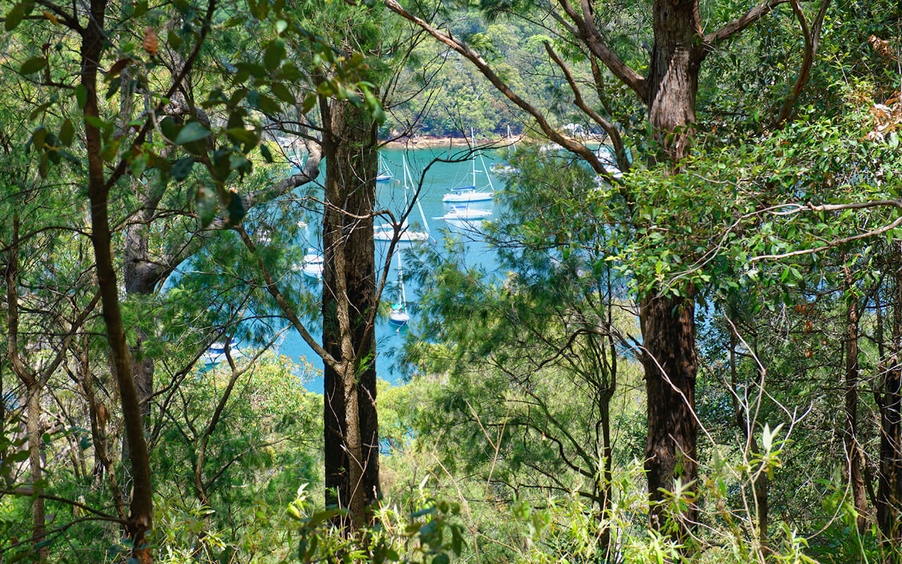 The blue waters of the Basin Sydney gleam through the trees
