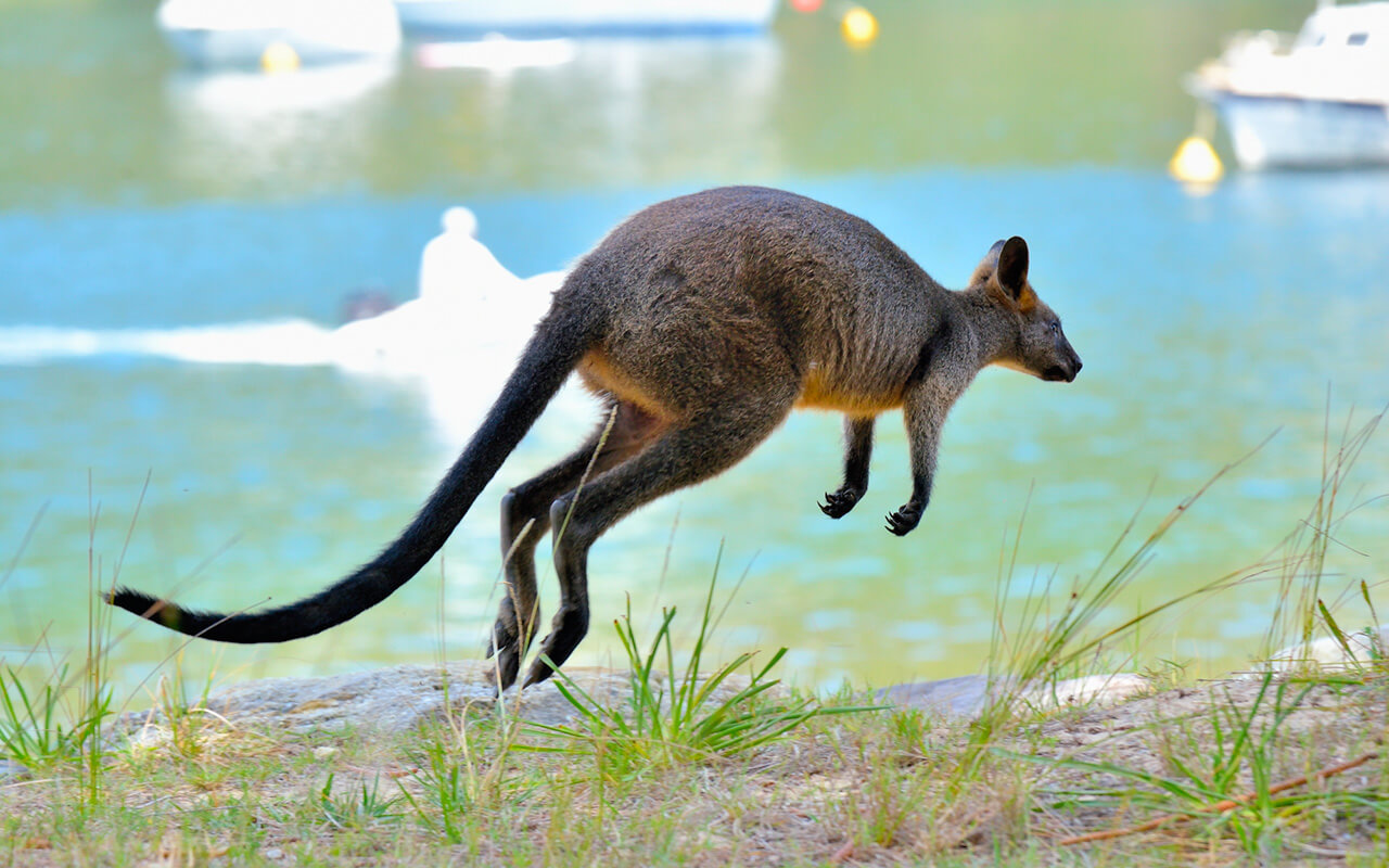 A wallaby leaps around at the Basin in Sydney