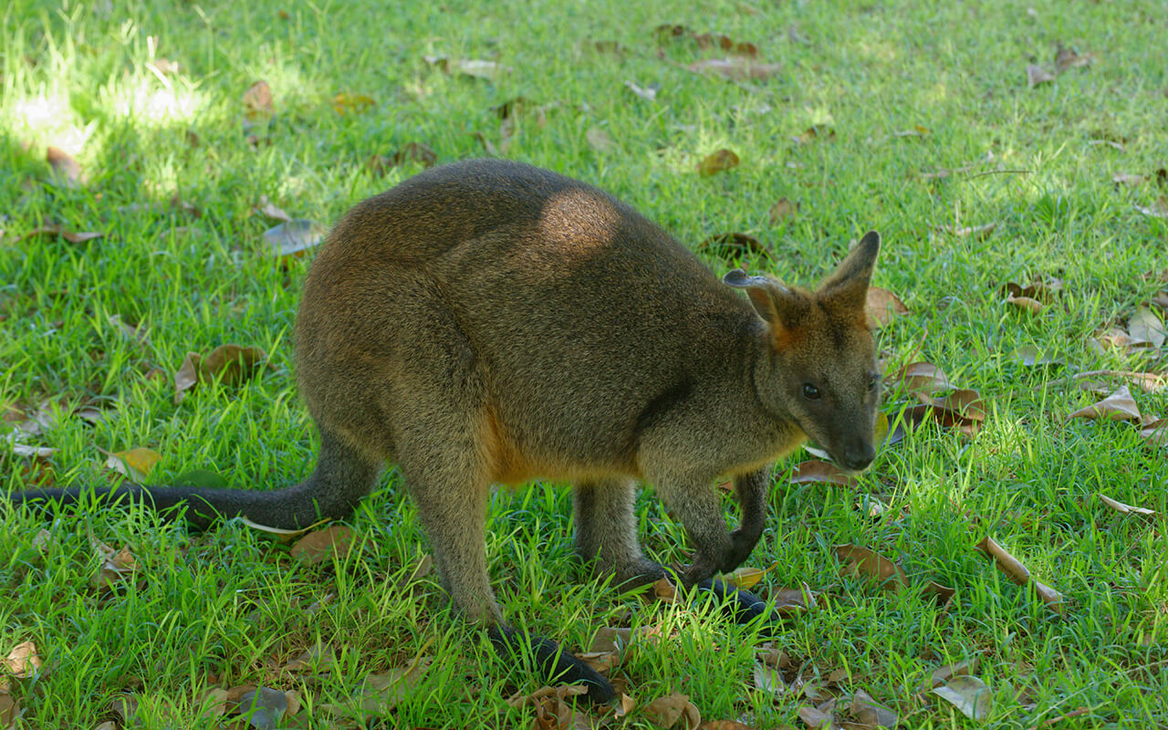 There are a few cute wallabies at the Basin Sydney