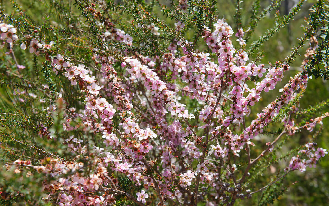 Pink wildflowers in bloom at the Basin Sydney