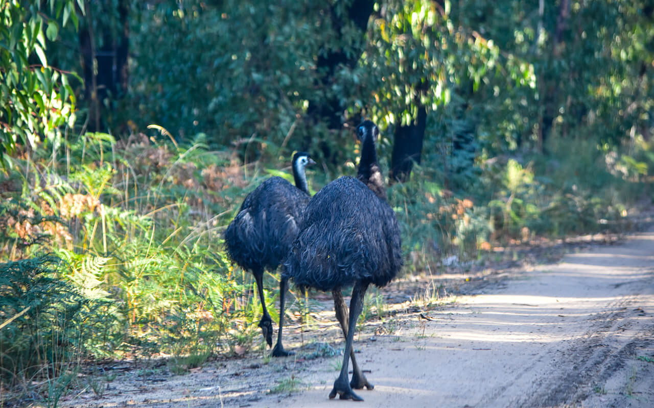I caught some emus on my Grampians National Park tour