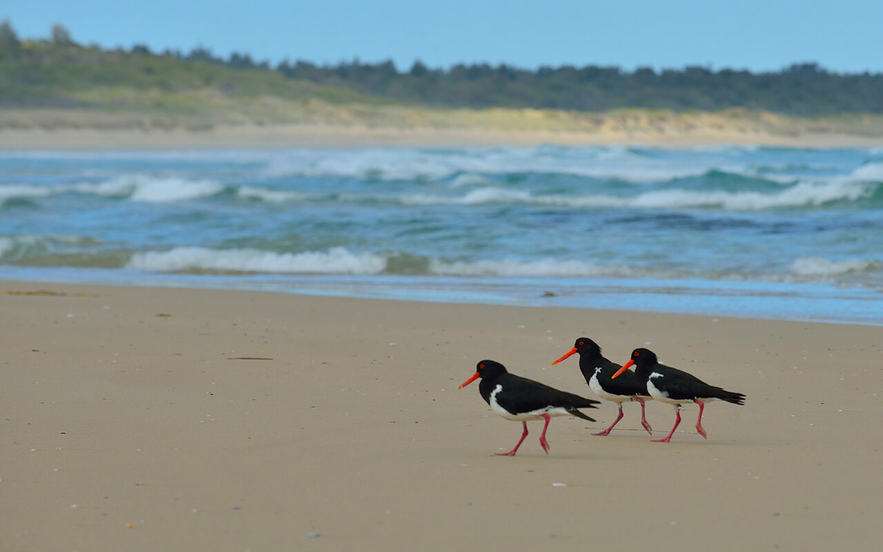 Those birds from Bherwerre Beach will be a great memory of your trip to Jervis Bay