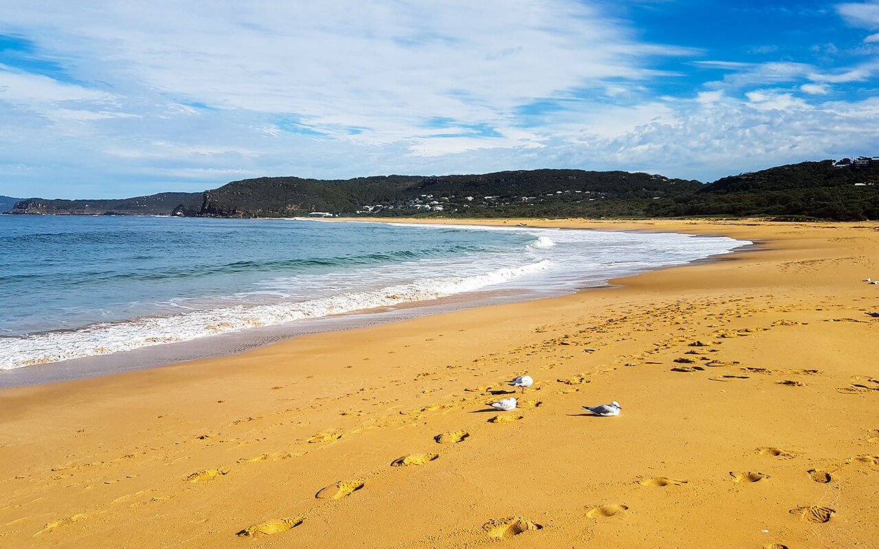 Putty Beach is at the south end of Bouddi National Park
