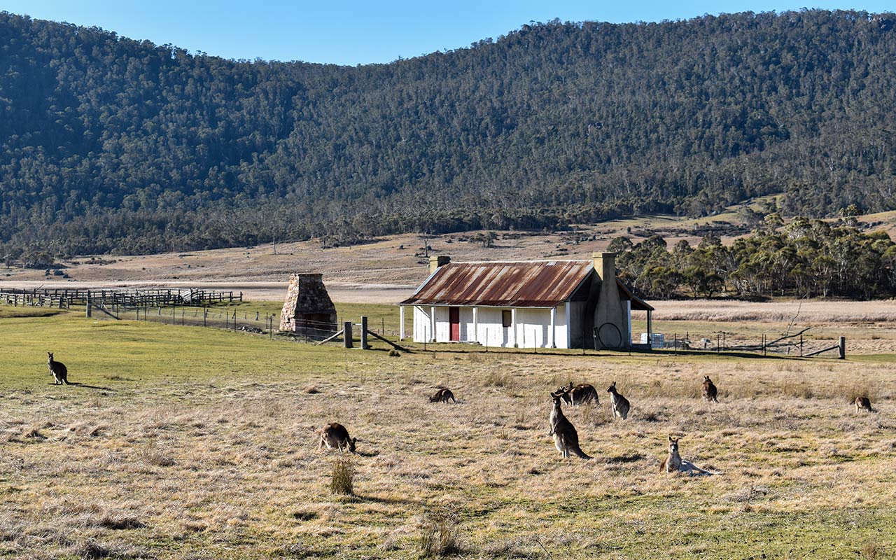 Only kangaroos seem to live at the Orroral Homestead in the Namadgi National Park