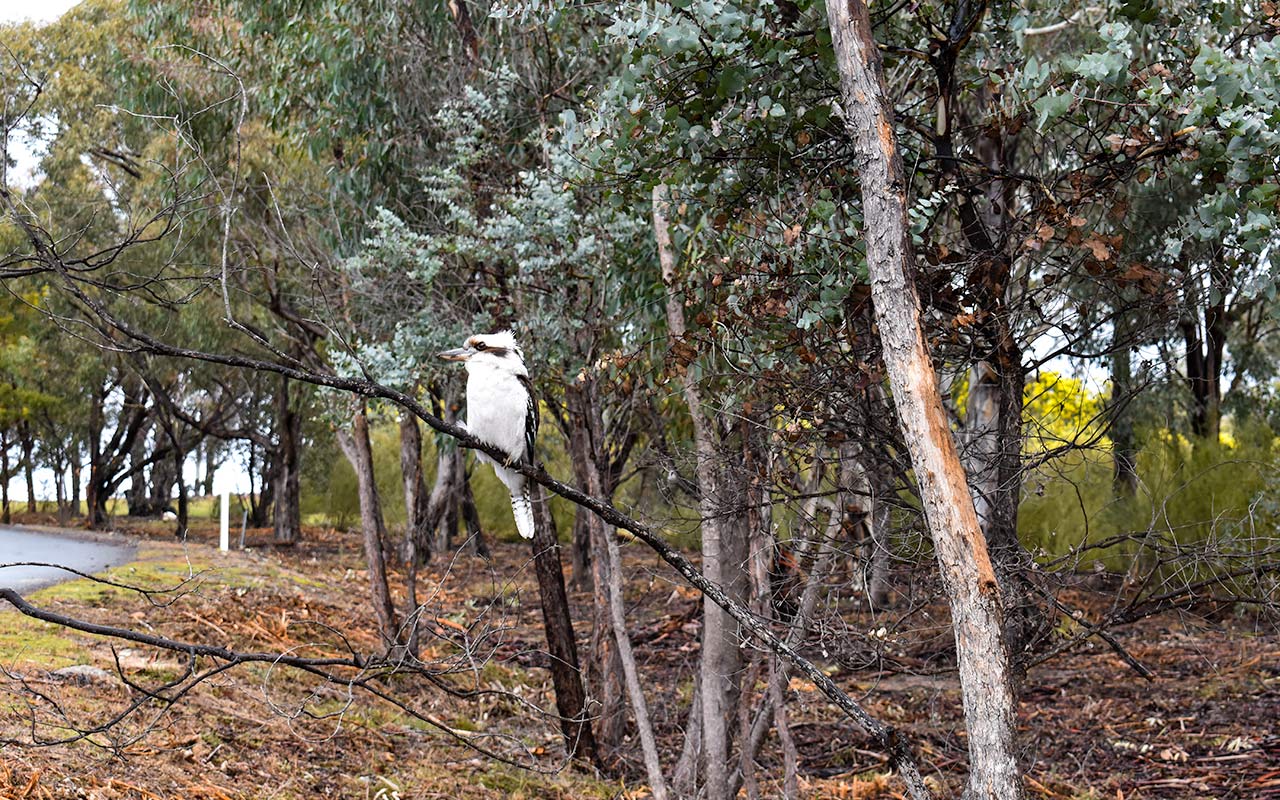 Cheeky kookaburra in the Namadgi National Park