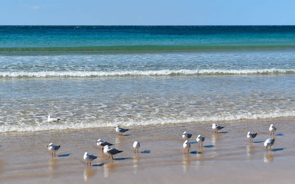lesterlost-travel-australia-nsw-south-coast-batemans-beach-seagulls