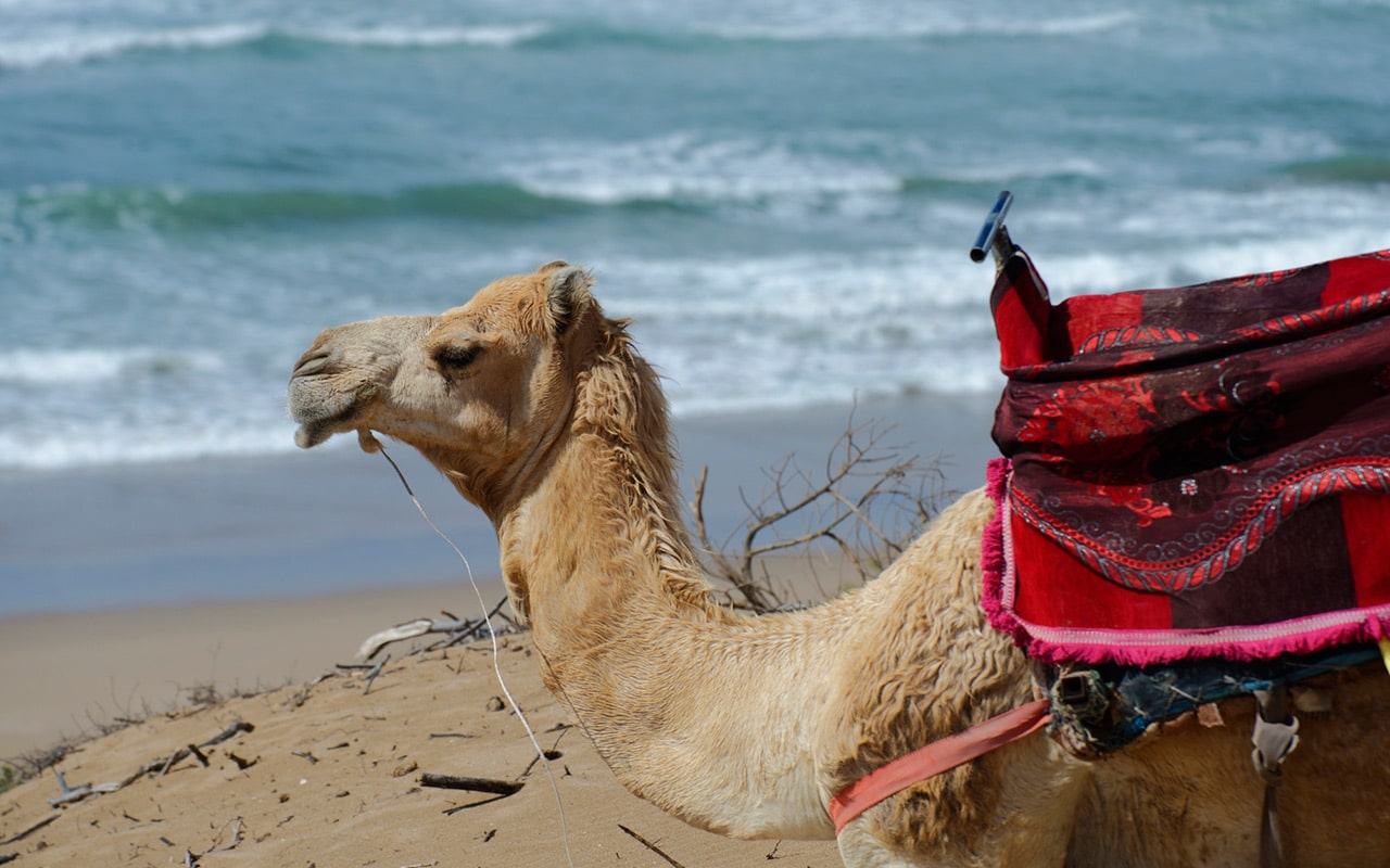 You will meet camels when travelling around Morocco