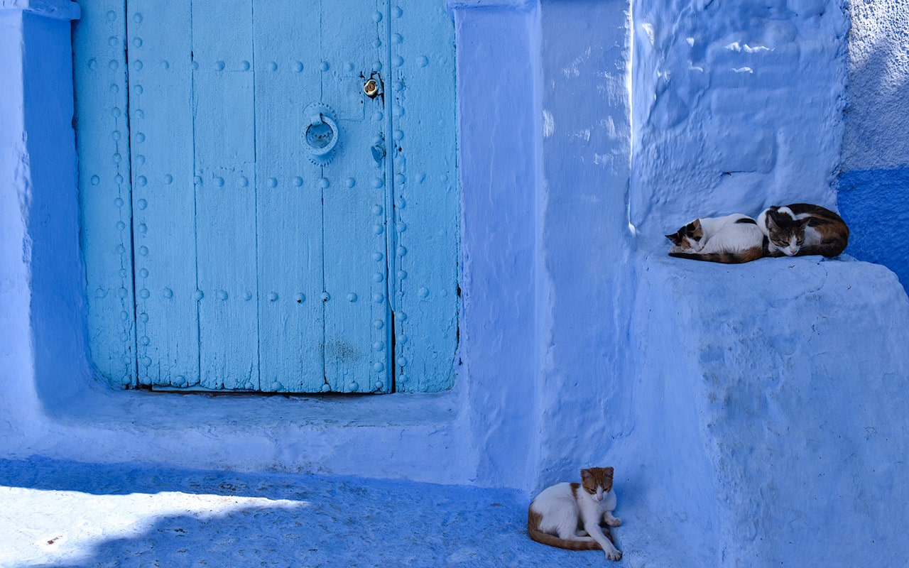 The cats of Chefchaouen the blue pearl are one of the most enjoyable reasons to visit Morocco