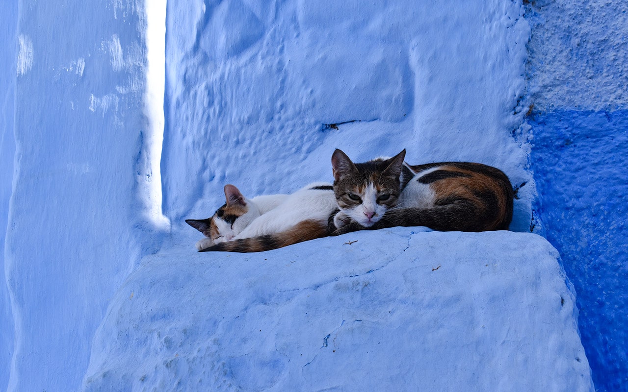 The cats are my favourite dwellers in the blue streets of Chefchaouen