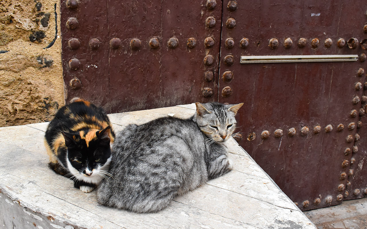Counting cats is on my list of things to do in Essaouira