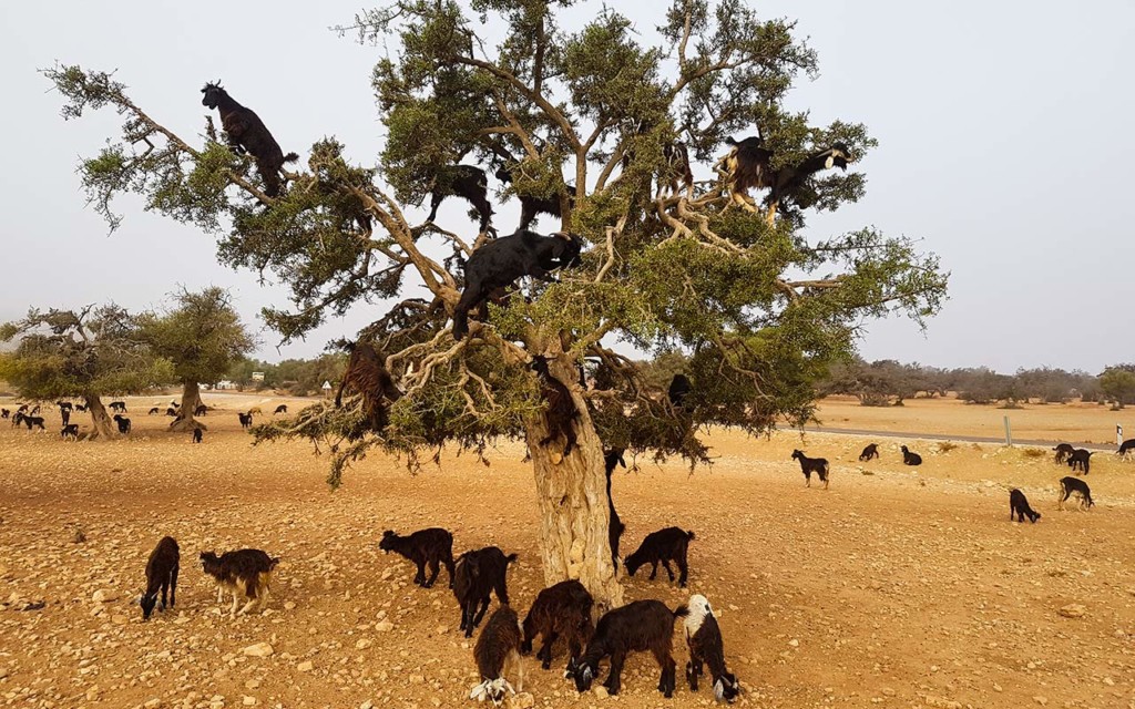 You will see goats in trees on your Marrakech day trip to Essaouira