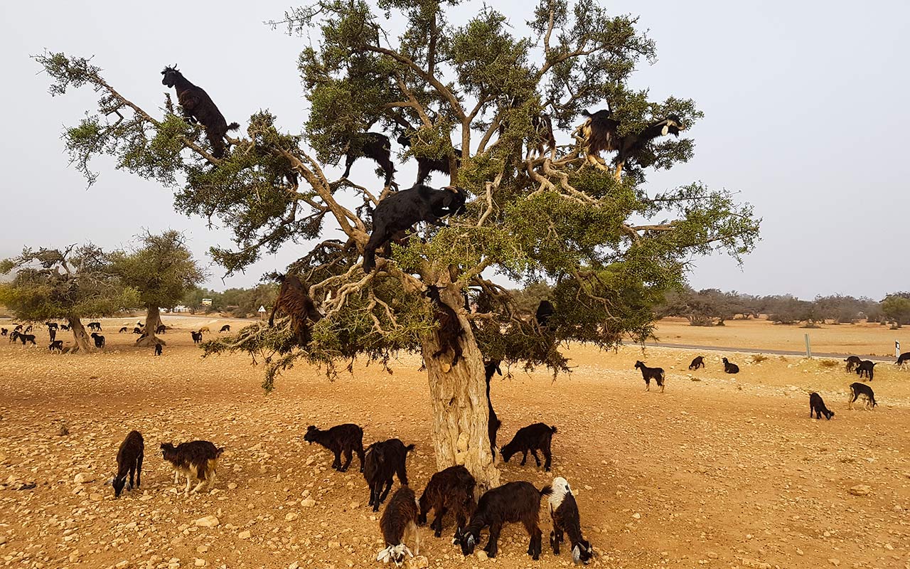 Goats climbing argan trees are not a myth but something to do near Essaouira