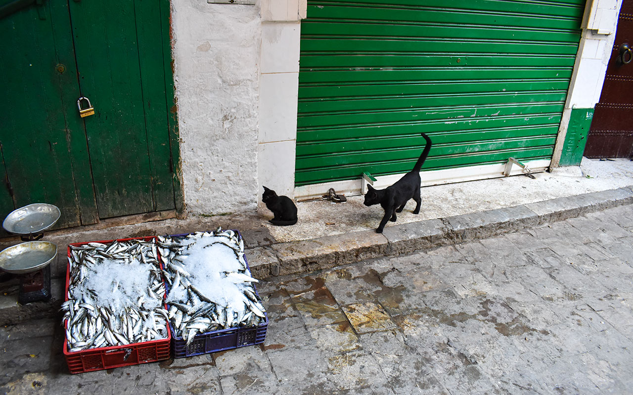 In Morocco, cats are a great feature of street photography