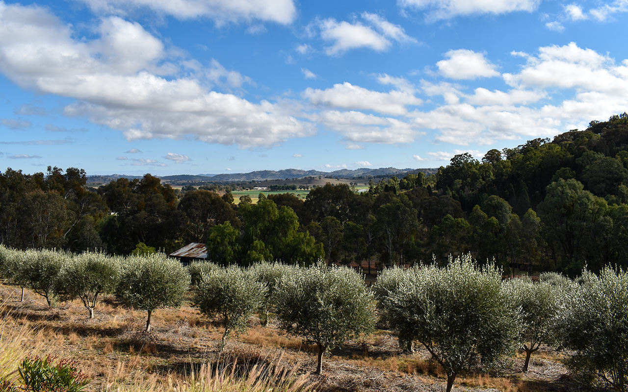Olive grove amongst the Mudgee wineries