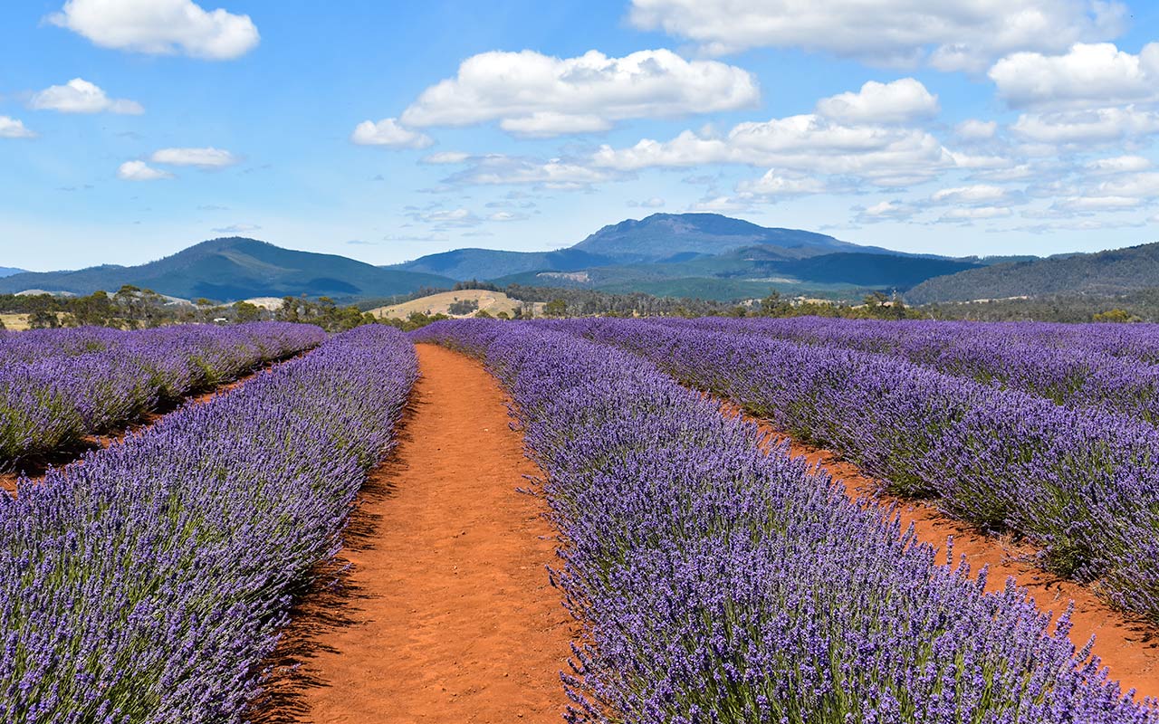 The purple blooms of Bridestowe Lavender for your Tasmania holidays