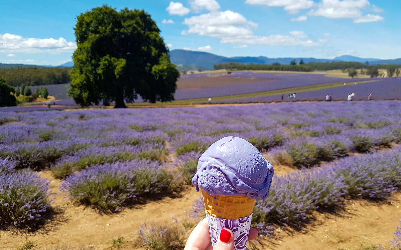 Having a lavender ice-cream is a popular Tasmania tourist attraction