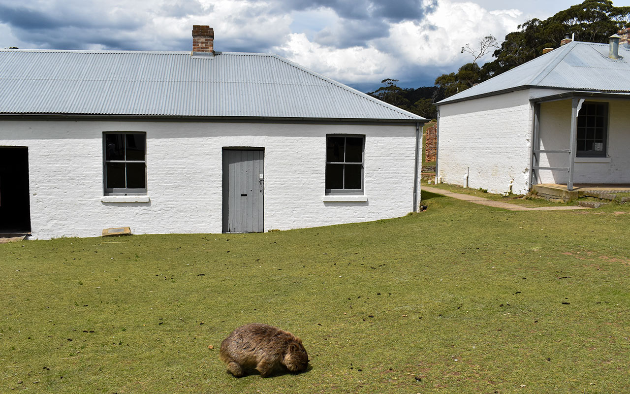 Some Tasmania tourist attractions like Maria Island come with friendly wombats
