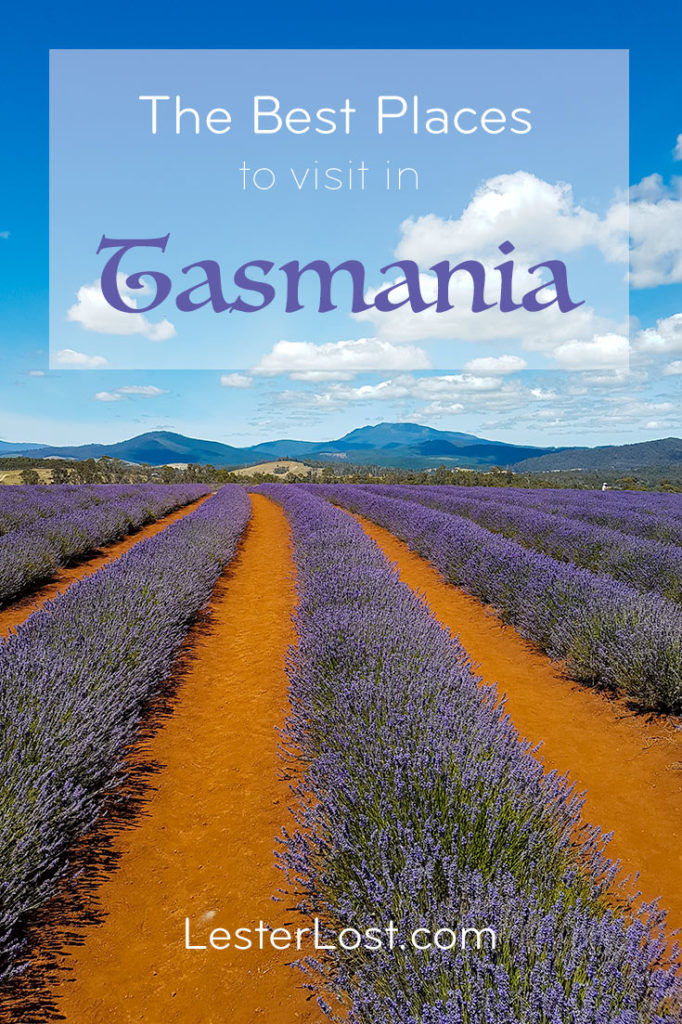 A lavender farm is one of the best places to visit in Tasmania