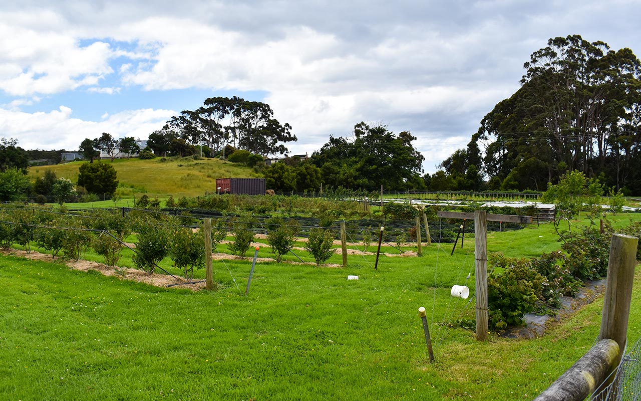 Tasting Bruny Island food can include a stop at the Berry Farm
