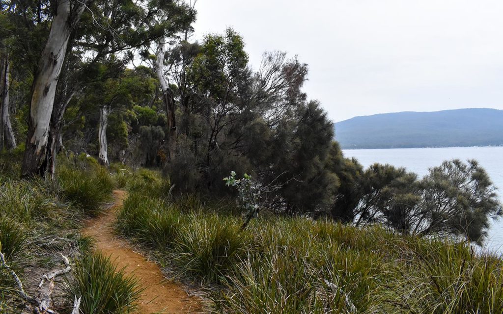The Fluted Cape is one of the best Bruny Island walks