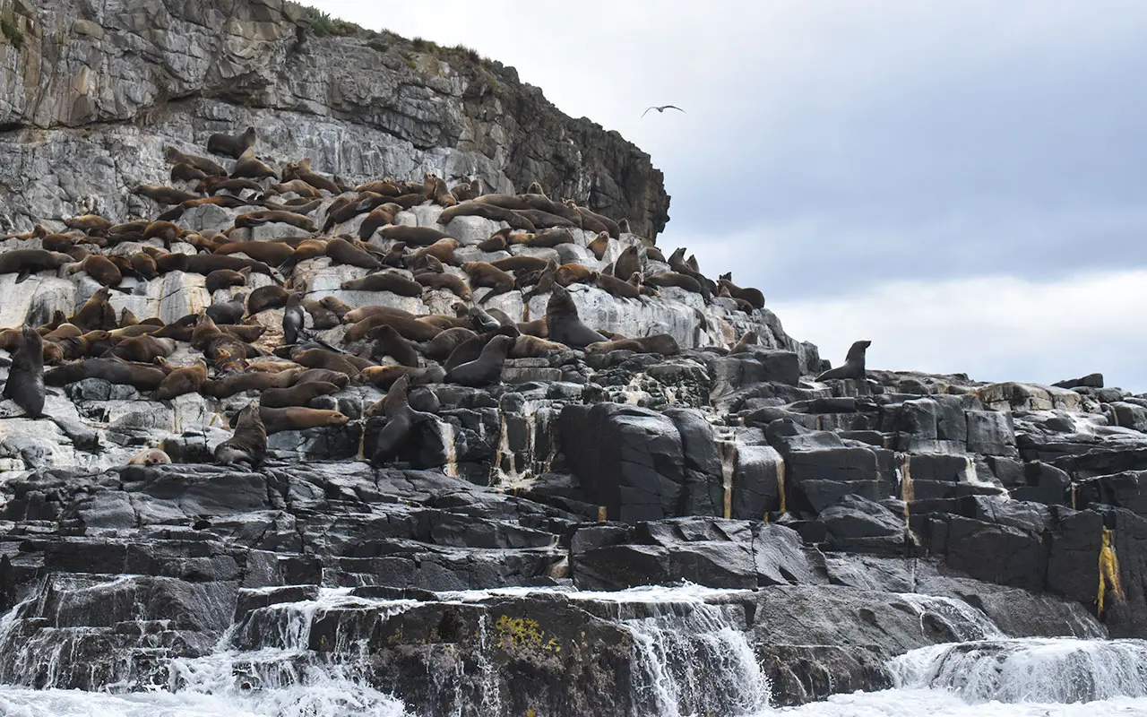 The seal colonies of Boreel Head are a great example of Bruny Island wildlife