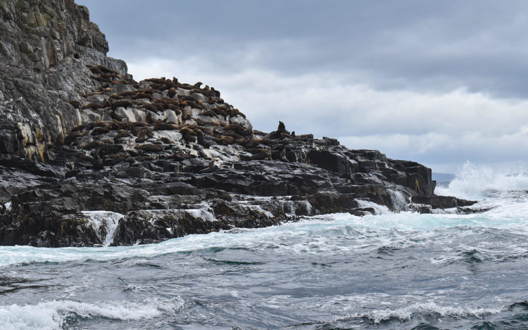 The Best Things to do on Bruny Island | LesterLost