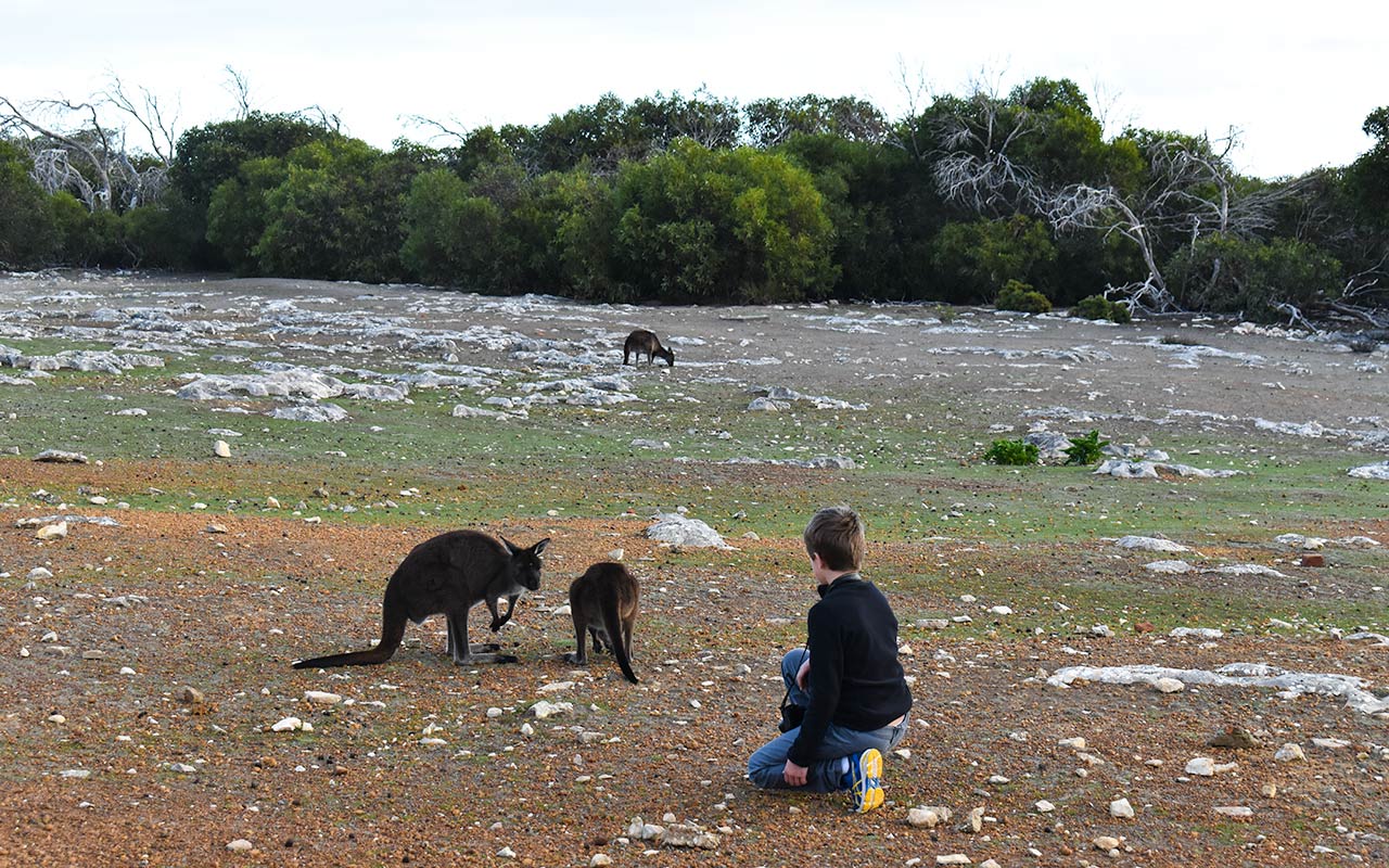 Kangaroos at dusk at Cape Borda