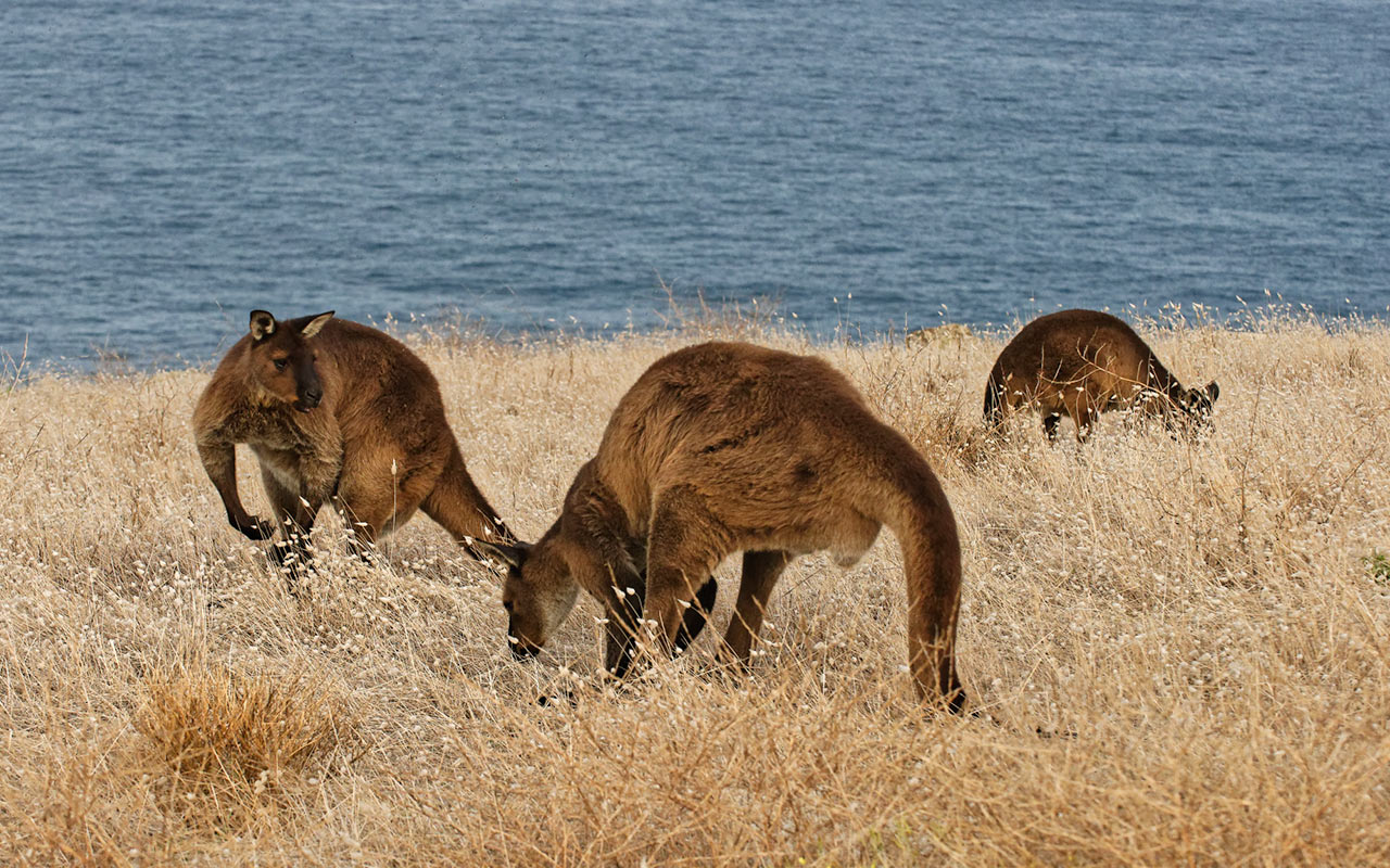 Kangaroo Island wildlife at Cape Willoughby