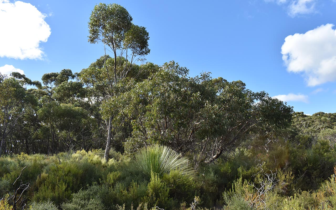 Discover trees of the Australian bush  on Kangaroo Island
