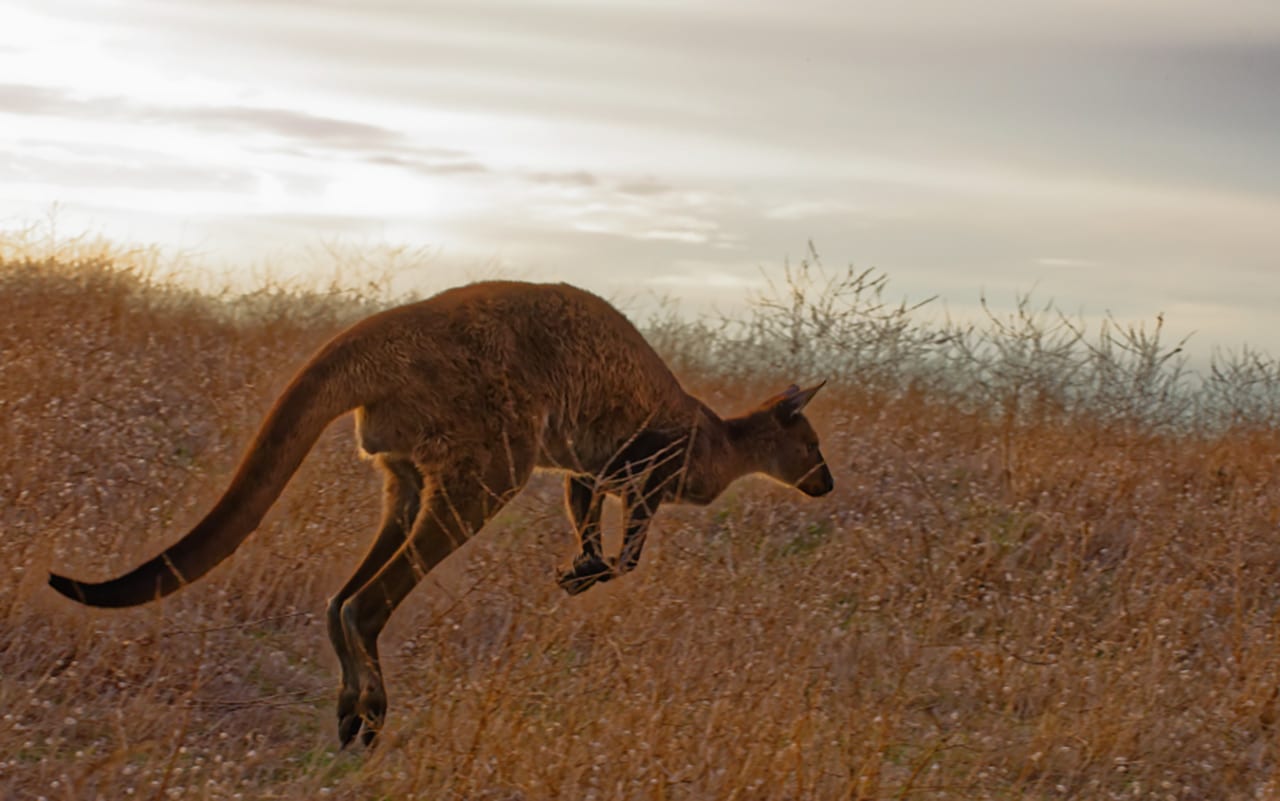 Kangaroos hopping at dusk are a Kangaroo Island highlight