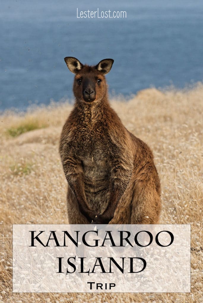 Kangaroo Island will blow your mind: wildlife, beautiful nature, great food, historical landmarks… Here are the best things to do on your Kangaroo Island trip. #kangarooisland #travel #southaustralia #travelblog