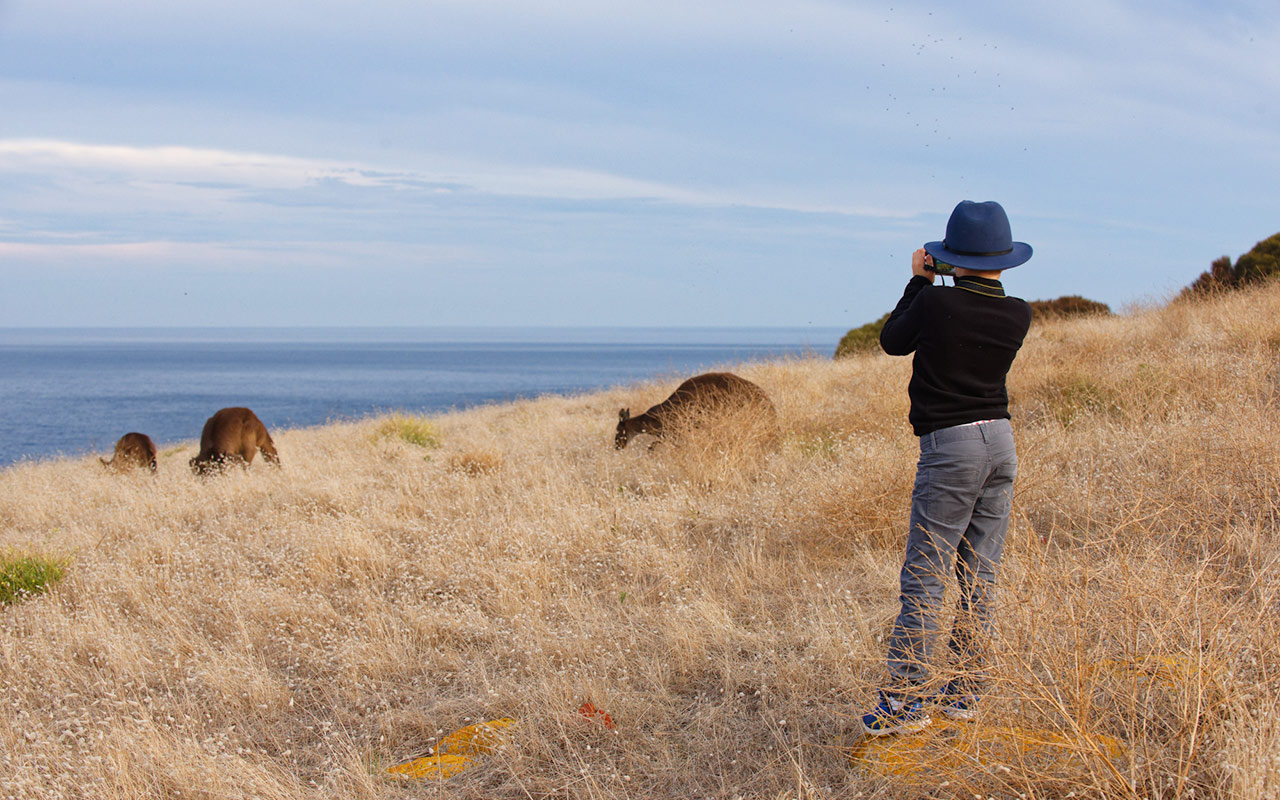 Taking photos of the kangaroos