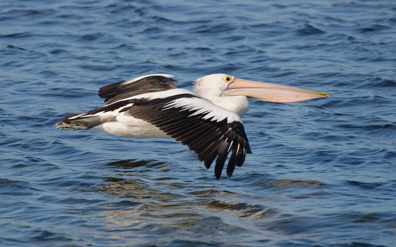 Watch pelicans in flight on Kangaroo Island