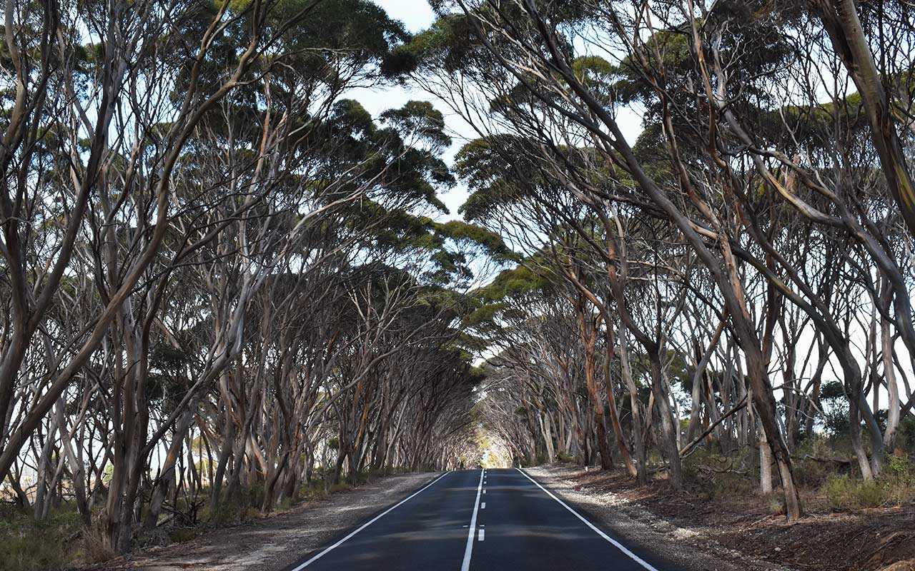 Driving is part of the Kangaroo Island activities
