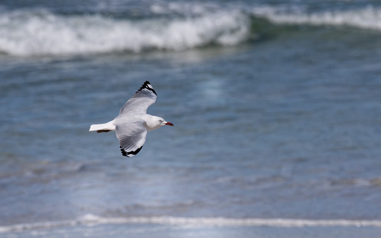 Seagull in flight on the beach