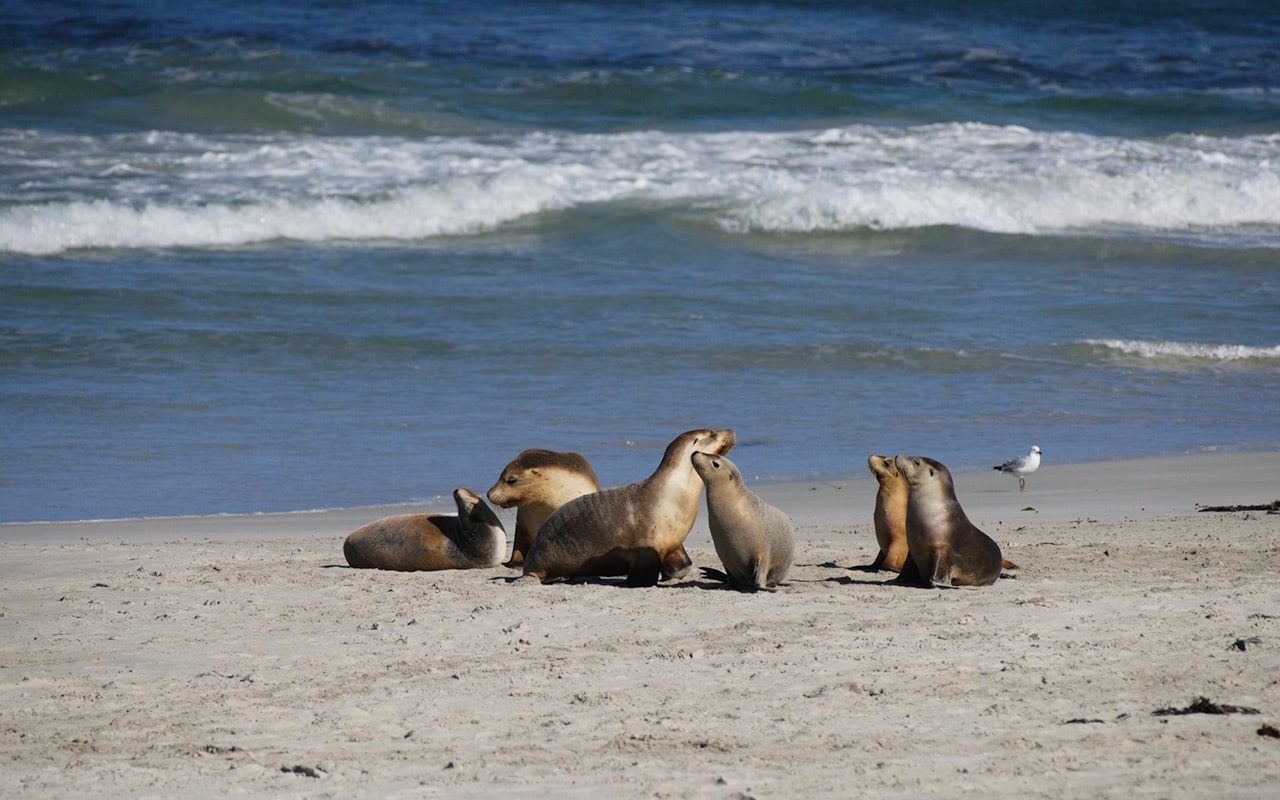 Seal Bay is a great place to see Kangaroo Island wildlife