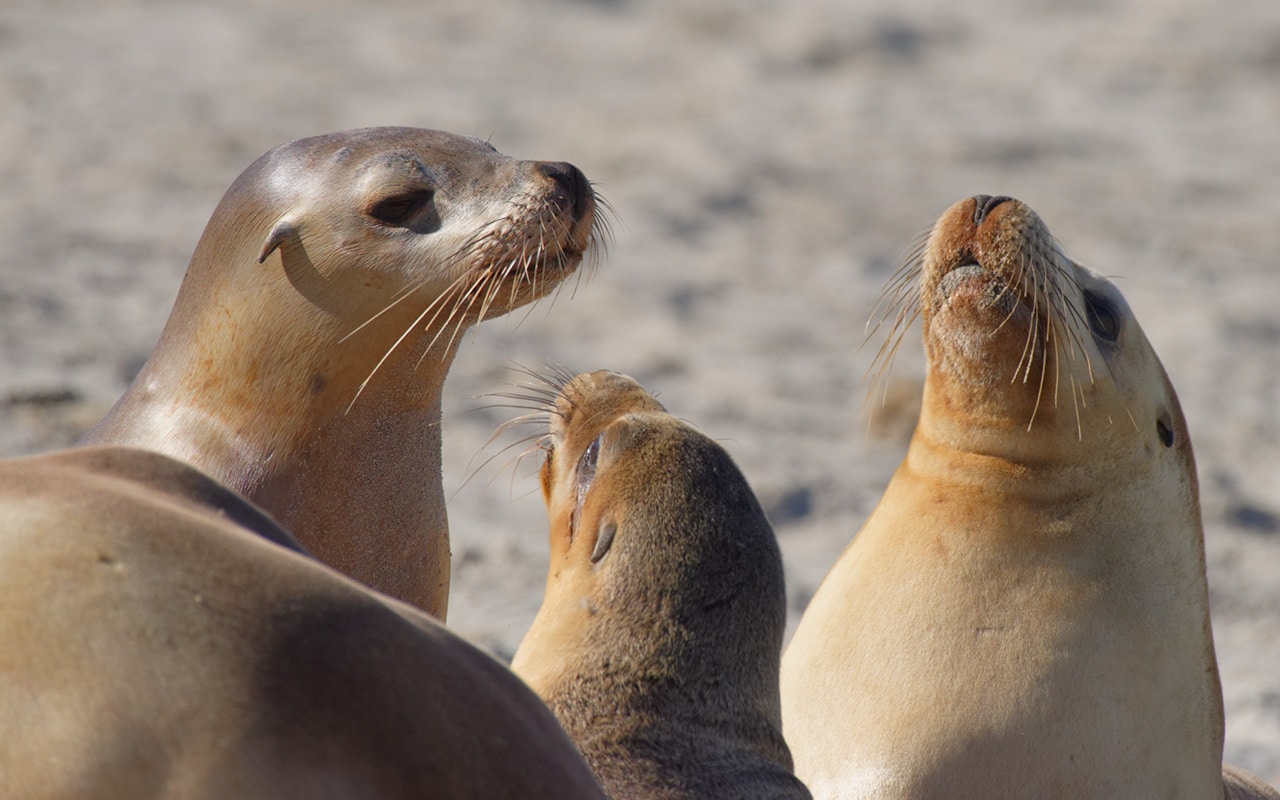 Travel to Kangaroo Island to see some sea lions