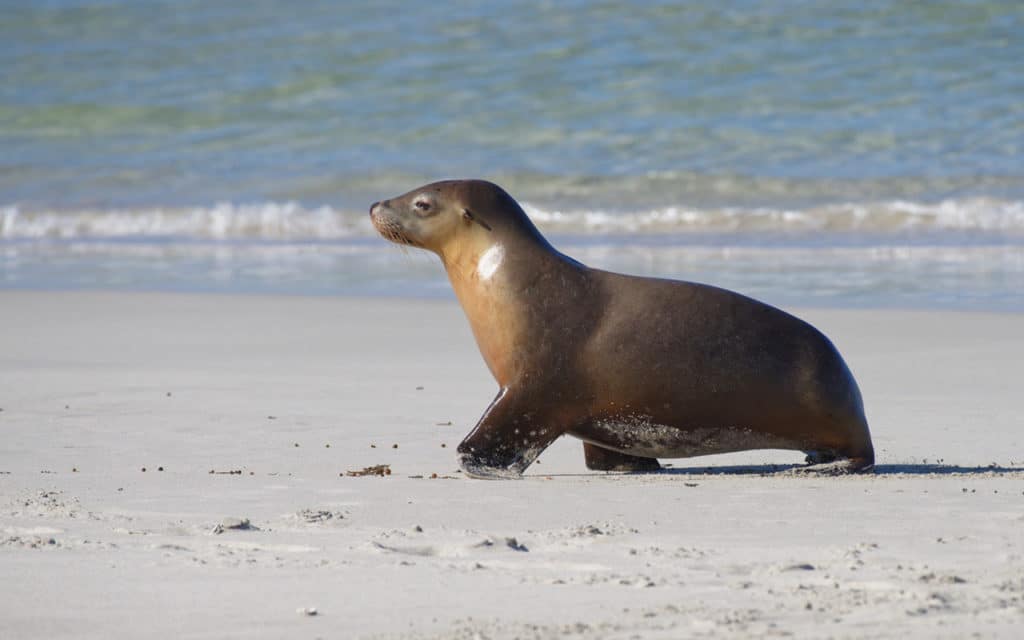 Don't miss the sea lions on your Kangaroo Island trip